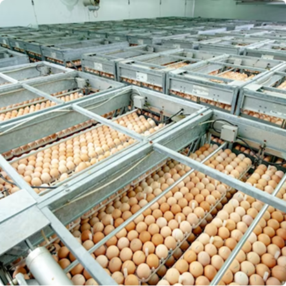 Egg hatchery humidification